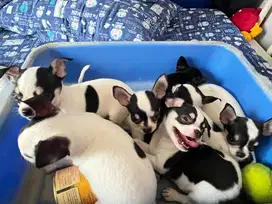Dijual Anak Anjing Chihuahua