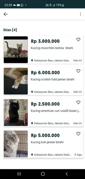 Kucing ras borong murah banget