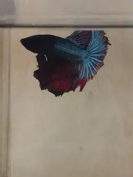 Ikan cupang HM samurai