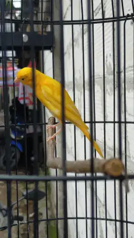 Burung kenari F1gbsf paud/anak jantan