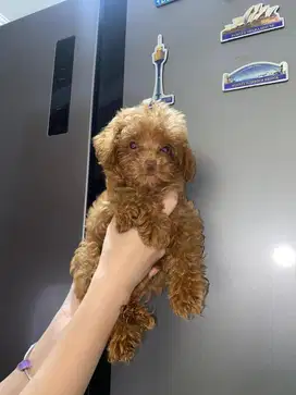 anjing maltipoo (maltese X poodle)