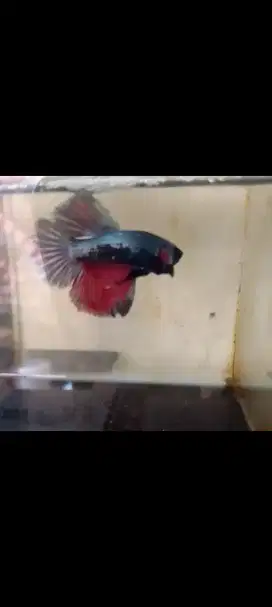 Ikan cupang HM samurai