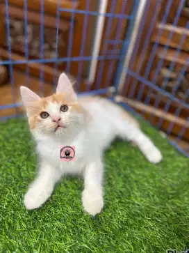 READY ADDOP KUCING PERSIA