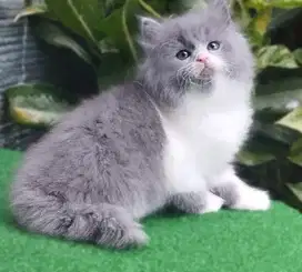 Kucing amggora/kucing persia flatnose/kitten persia jantan