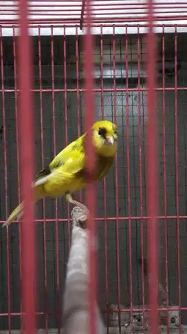 Burung kenari AF jantan gacor