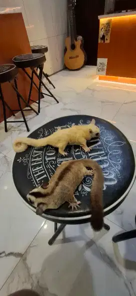 Sugar glider sepasang betina hamil (ip)
