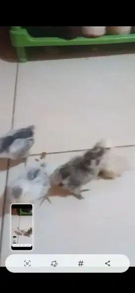 Anakan poland 2 ekor silkie 2 ekor