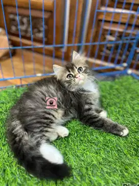 READY ADDOP KUCING PERSIA
