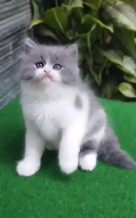kucing anggora/ persia flatnose jantan/kucing persia jantan