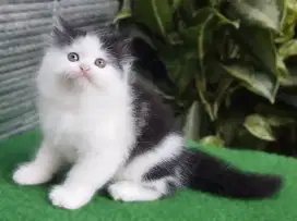 Anak kucing anggora/kitten himalaya ragdol /kucing odd eye  betina