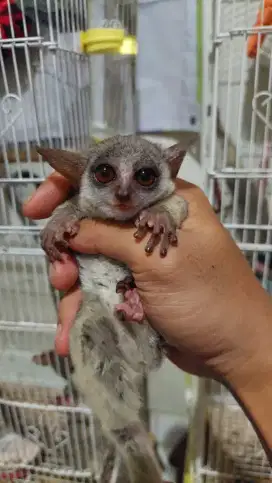 Bush baby / galago