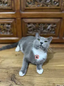 READY ADDOP KUCING PERSIA SHORTHAIR