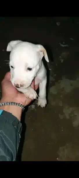 Pitbul / fitbul jantan
