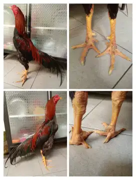 Ayam Bangkok ukuran 6 kaki surowatu