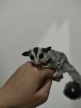 Sugar glider white face joey