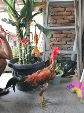 Ayam pakoy brakot