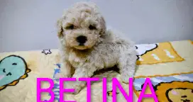Poodle puppies Dob 1 Juli 2025