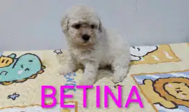 Poodle puppies BETINA Dob 2 Juli 2025