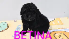 Poodle BETINA DOB 1 JULI 2025