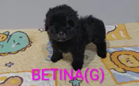 Poodle Betina dob 1Juli 2025