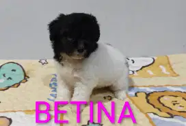 Poodle party colour BETINA DOB 1 juli 2025