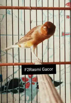 Kenari F2Rasmi Gacor