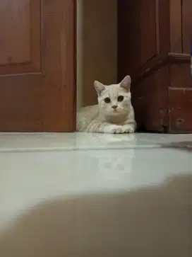 BRITISH CREAM TABBY