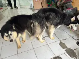 Sale indukan husky long hair murmer, kondisi baru habis beranak