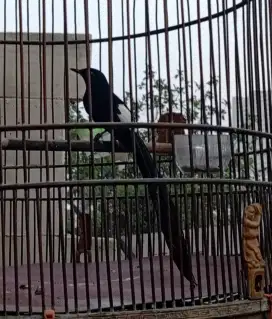 Murai Batu Ternakan