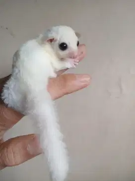 SUGAR GLIDER LEUCISTIC BETINA