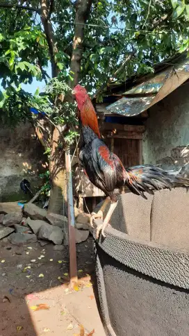 Ayam bangkok klasik