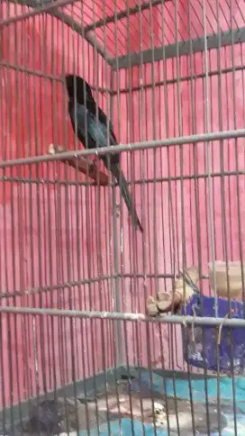 Sr istimewa bunyi pariasi