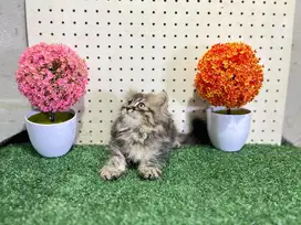 Kucing munchkin scottish fold bsh real breeder