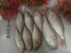 Ikan Kurisi Merah