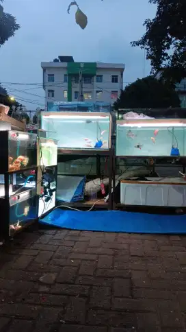 Jasa perawatan aquarium Setting aquascape oprek arwana