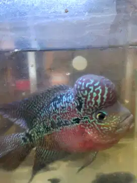 Ikan Louhan Ganong