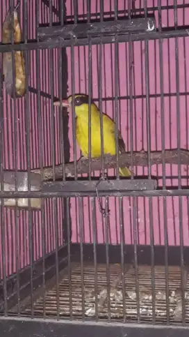 Kepodang Priangan rawatan mulus
