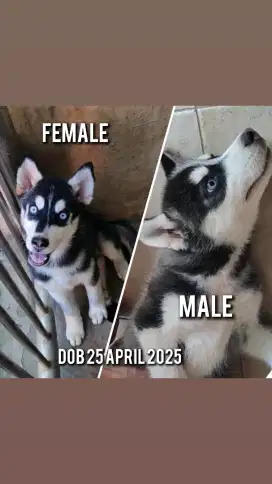 Jual Borongan Siberian Husky
