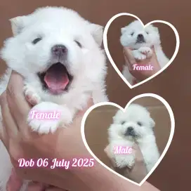 Jual Anjing Minipom