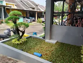 Bibit rumput gajah mini di gunung ptr