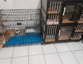 Kucing 3 ekor peaknouse anggora dan semi peaknouse persian