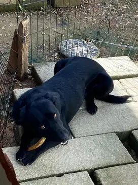 Free adobt guguk hitam penjaga rumah