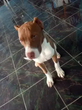 American Pitbull terrier