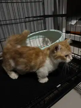 kucing munchkin