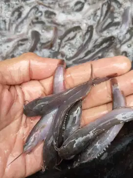 Jual bibit lele ukuran 8/9