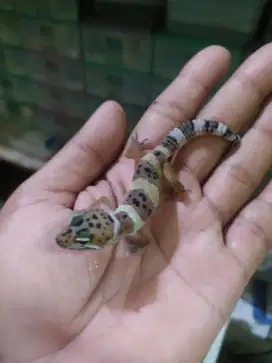 Baby Leopard Gecko