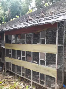 kandang ternak/burung 9 murah bisa barter barang lain jga boleh