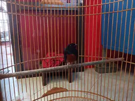 Burung murai batu medan