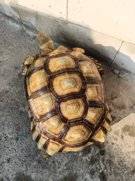 Sulcata jantan jumbo 51cm