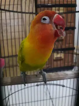 Burung Lovebird jantan melet di Bogor